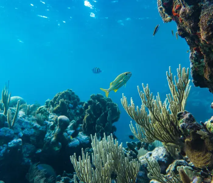 Ecología de Arrecifes Coralinos